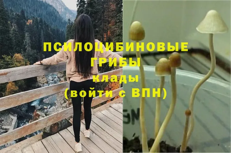 Псилоцибиновые грибы Psilocybe  мориарти наркотические препараты  hydra ТОР  Аркадак  магазин продажи  